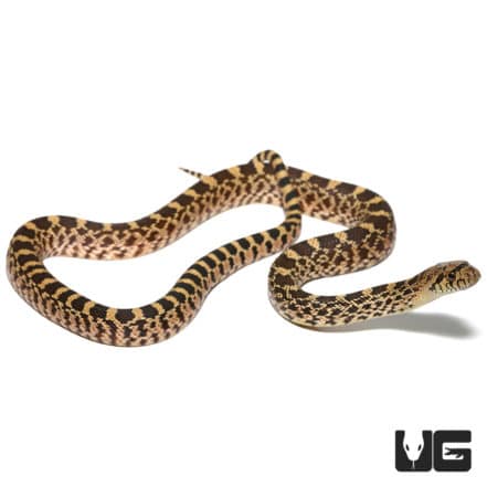 Baby Sonoran Gopher Snakes For Sale - Underground Reptiles