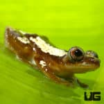 Bolifamba Reed Frogs (Hyperolius bolifambae) For Sale - Underground Reptiles