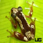 Nigerian Clown Reed Frog (Afrixalus paradorsalis) For Sale - Underground Reptiles