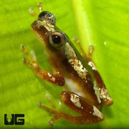 Nigerian Clown Reed Frog (Afrixalus paradorsalis) For Sale - Underground Reptiles