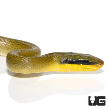 Sumatran Cave Ratsnake (Elaphe grabowskyi) For Sale - Underground Reptiles