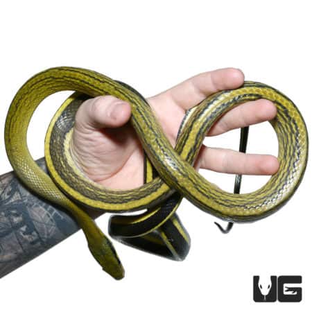 Sumatran Cave Ratsnake (Elaphe grabowskyi) For Sale - Underground Reptiles