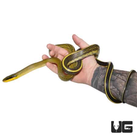 Sumatran Cave Ratsnake (Elaphe grabowskyi) For Sale - Underground Reptiles