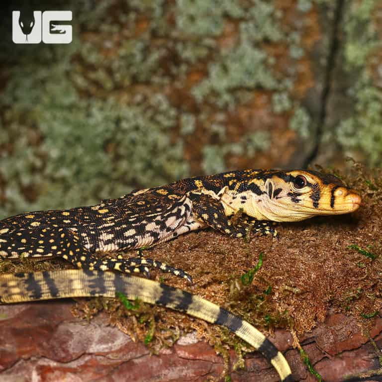 Baby Asian Water Monitors For Sale Underground Reptiles
