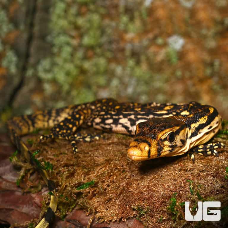 Baby Asian Water Monitors For Sale Underground Reptiles