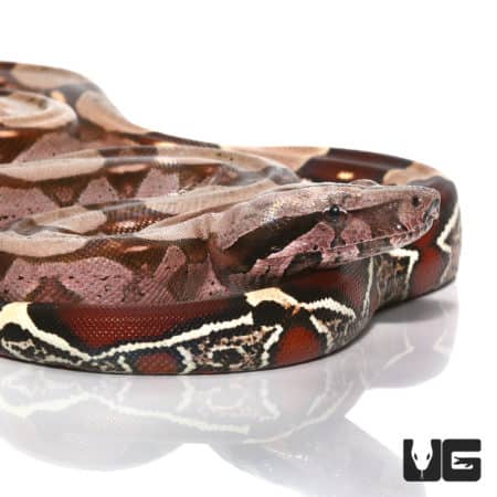 Suriname Redtail Boas (Boa c. constrictor) For Sale - Underground Reptiles