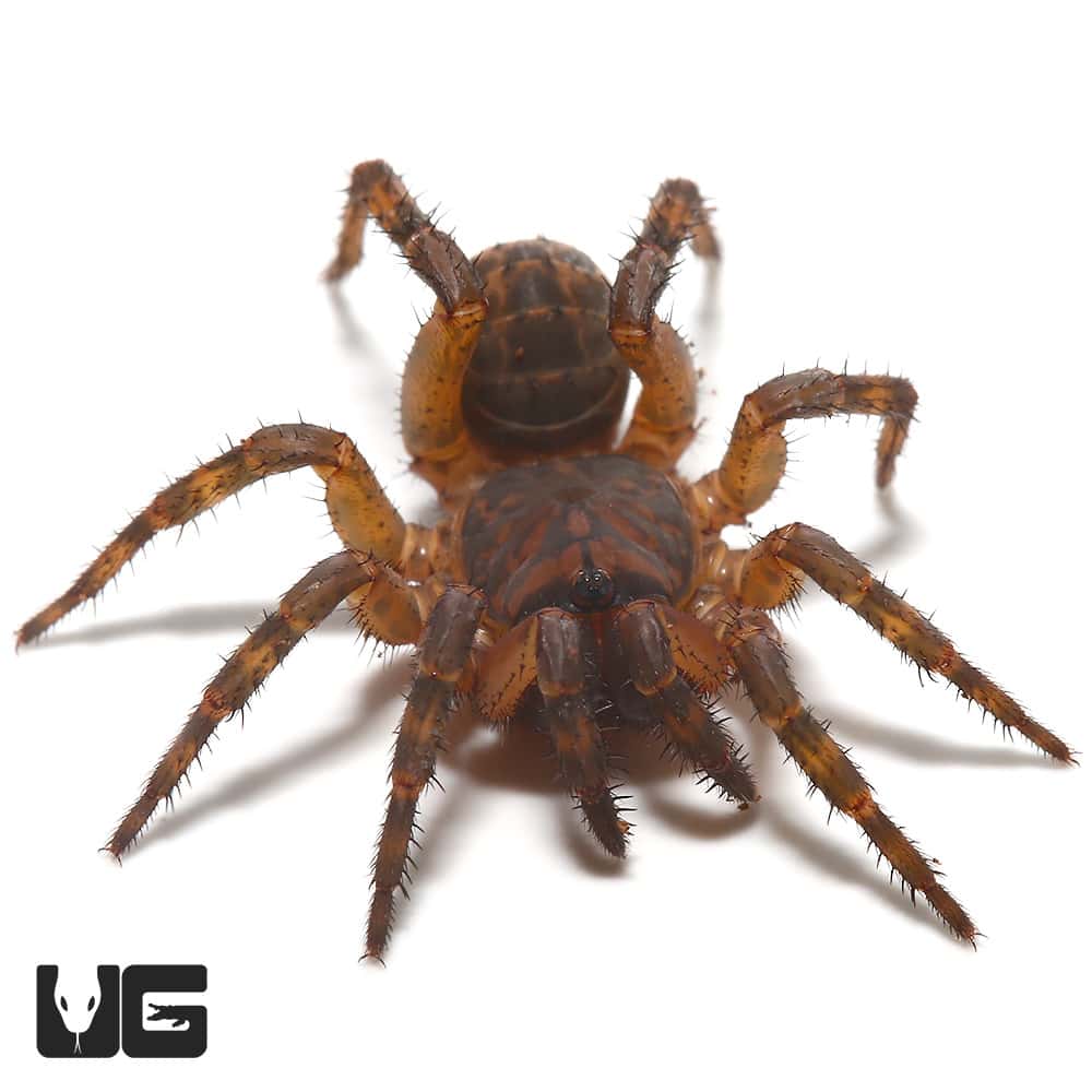 Suwat Armored Trapdoor Spider Liphistius Sp Suwat Thailand For Sale   Ug Suwat Armored Trapdoor Spider 1 