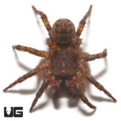 Suwat Armored Trapdoor Spider (Liphistius Sp. Suwat Thailand) For Sale - Underground Reptiles