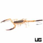 Thai Bark Scorpion (Lychas Scutilus) For Sale - Underground Reptiles