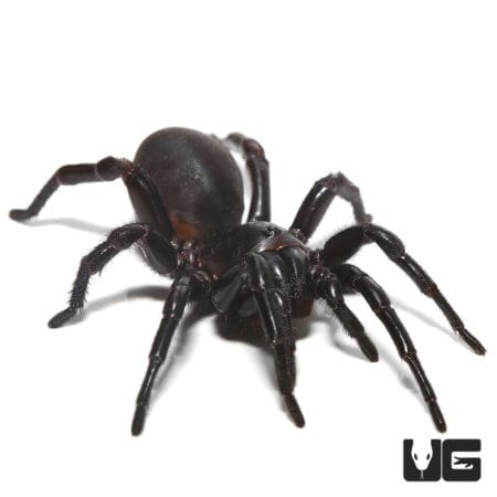 Thai Funnel Web Spider (Macrothele Sp. Thai) For Sale - Underground Reptiles