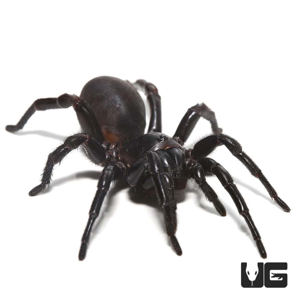 Thai Funnel Web Spider For Sale Underground Reptiles