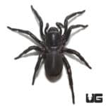 Thai Funnel Web Spider (Macrothele Sp. Thai) For Sale - Underground Reptiles
