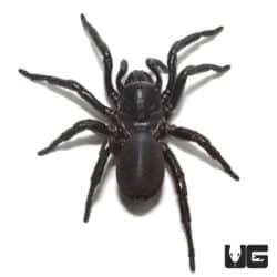 Thai Funnel Web Spider For Sale - Underground Reptiles