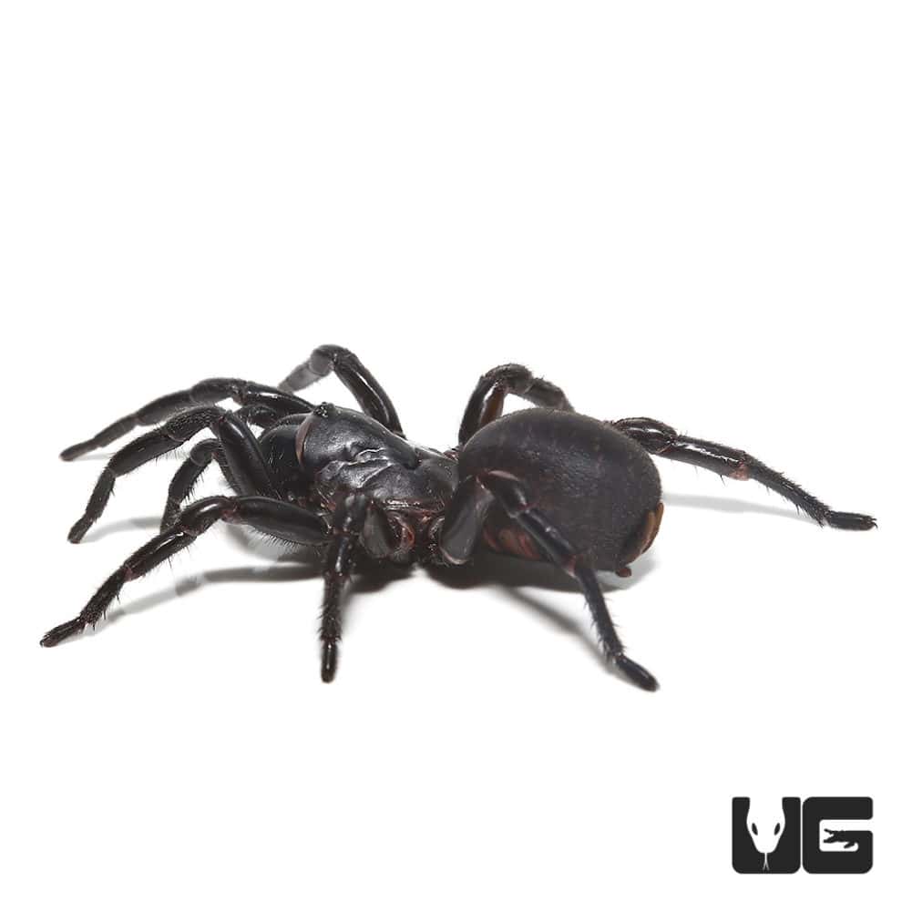 Thai Funnel Web Spider For Sale Underground Reptiles