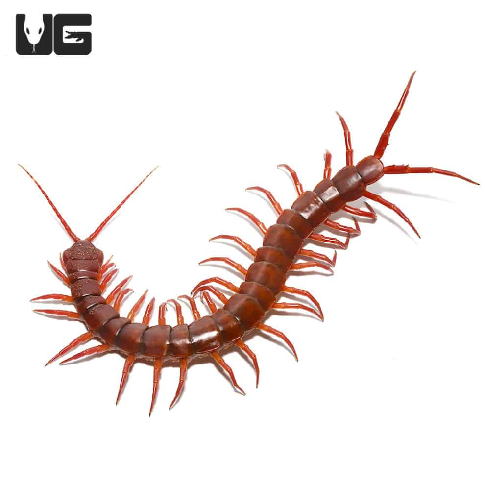 Thai Giant Cherry Centipede For Sale - Underground Reptiles