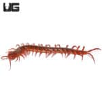 Thai Giant Cherry Centipede (Scolopendra dehaani) For Sale - Underground Reptiles