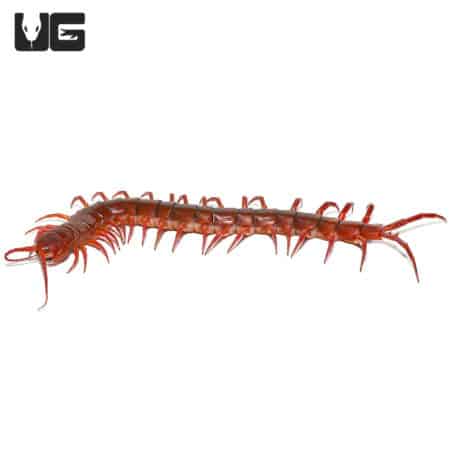 Thai Giant Cherry Centipede (Scolopendra dehaani) For Sale - Underground Reptiles