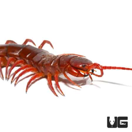 Thai Giant Cherry Centipede (Scolopendra dehaani) For Sale - Underground Reptiles