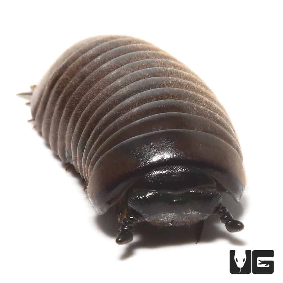 Thai Giant Pill Millipede (Zephronia siamensis) For Sale Underground