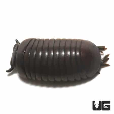Thai Giant Pill Millipede (Zephronia siamensis) For Sale - Underground Reptiles
