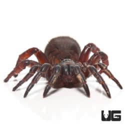 Thai Hourglass Trapdoor Spider (Cyclocosmia lannaensis)