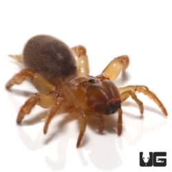 Thai Purse Web Spider (Calomata Obesa) For Sale - Underground Reptiles
