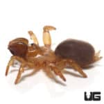 Thai Purse Web Spider (Calomata Obesa) For Sale - Underground Reptiles