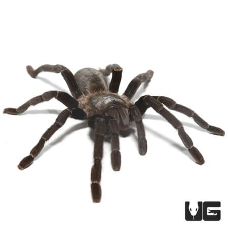 Thai Silver Earth Tiger Tarantula (Ornithoctonus Costalis) For sale ...