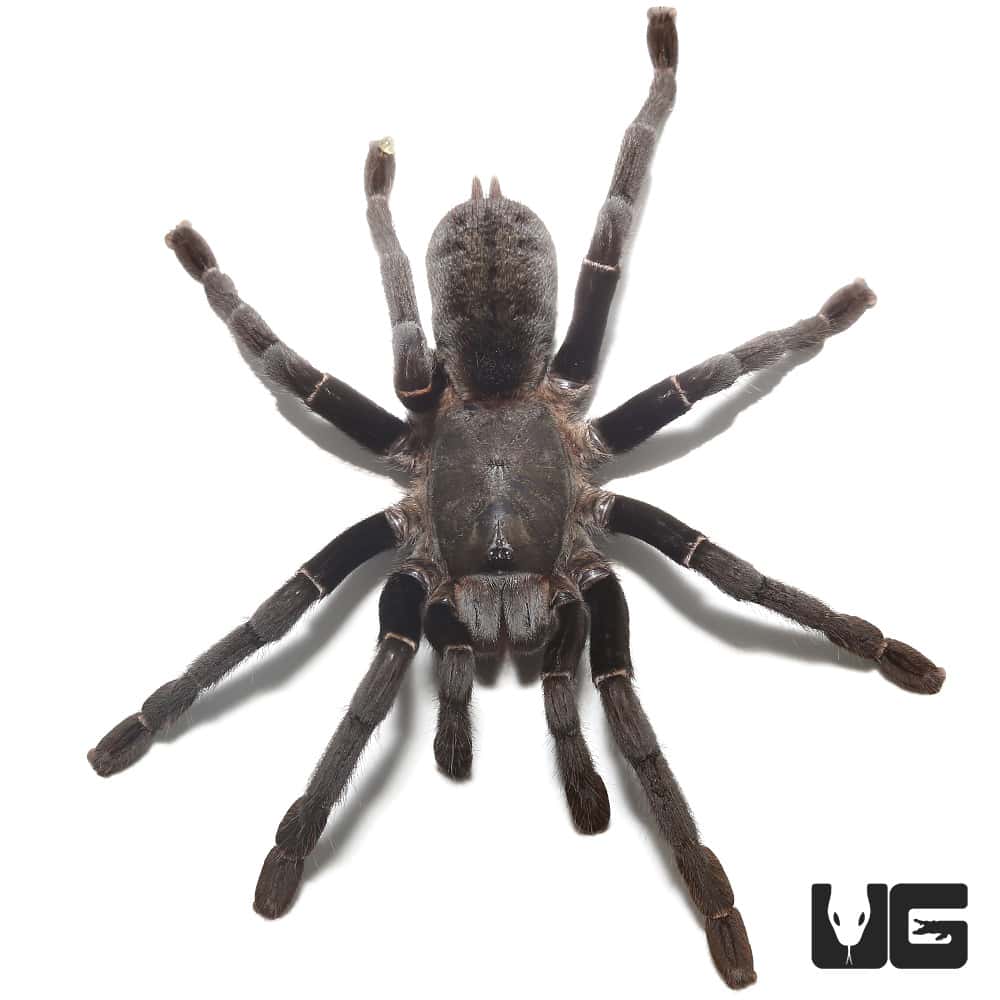 Thai Silver Earth Tiger Tarantula (Ornithoctonus Costalis) For sale ...