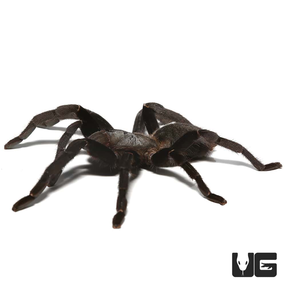 Thai Silver Earth Tiger Tarantula (Ornithoctonus Costalis) For sale