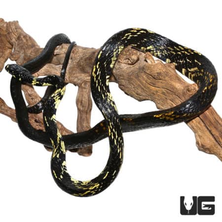 Tiger Ratsnakes (Spilotes pullatus) For Sale - Underground Reptiles