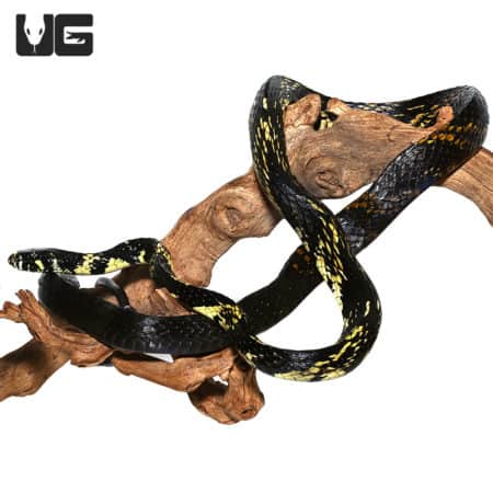 Tiger Ratsnakes (Spilotes pullatus) For Sale - Underground Reptiles