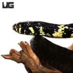 Tiger Ratsnakes (Spilotes pullatus) For Sale - Underground Reptiles