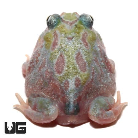 Mutant Unicorn Pacman Frogs (Ceratophrys cranwelli) for sale - Underground Reptiles