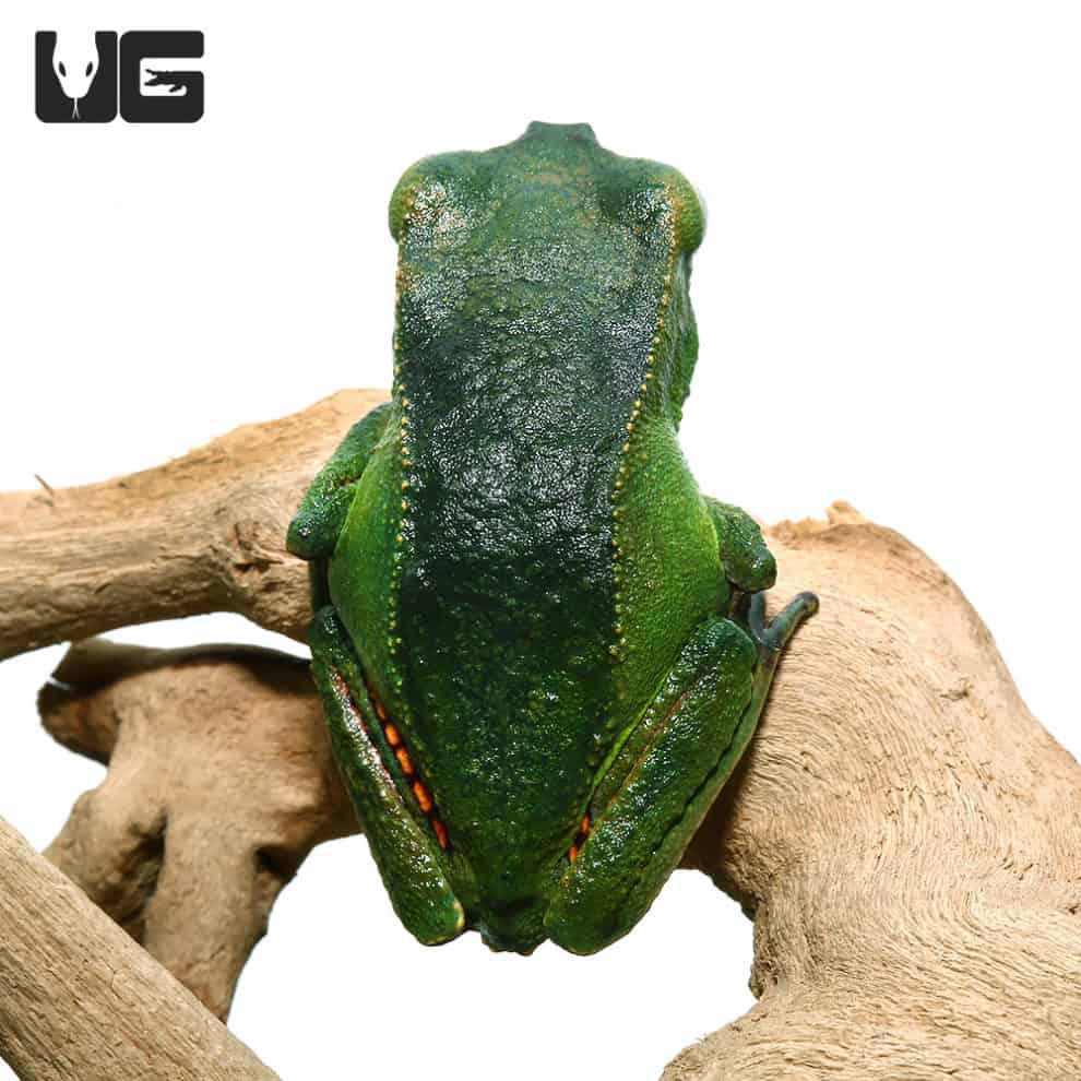 Tree Frogs For Sale - Underground Reptiles