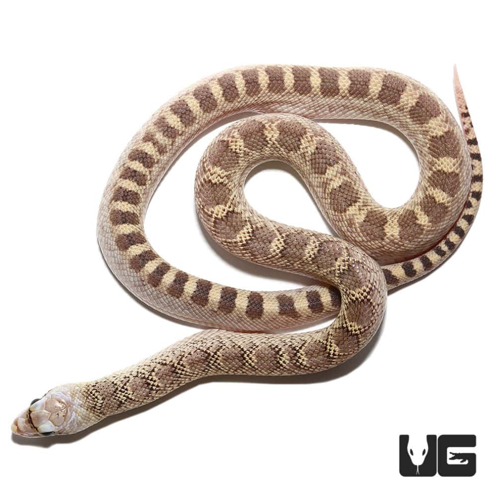 Baby Sonoran Gopher Snakes For Sale - Underground Reptiles