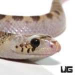White Sided Bull Snake (Pituophis catenifer) For Sale - Underground Reptiles