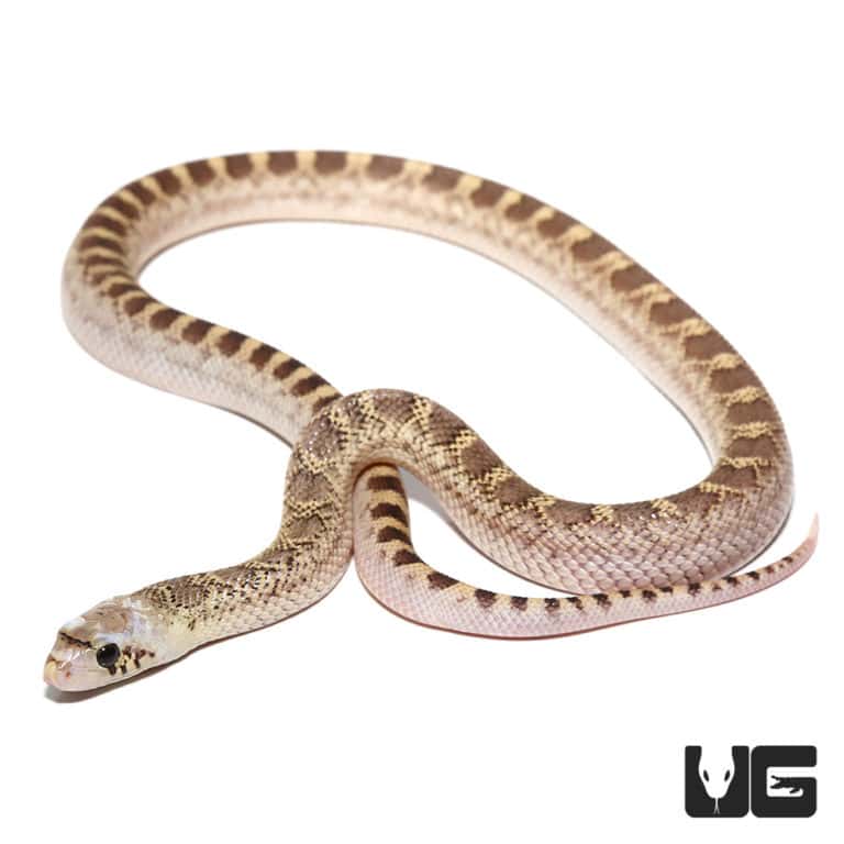 Baby Sonoran Gopher Snakes For Sale - Underground Reptiles