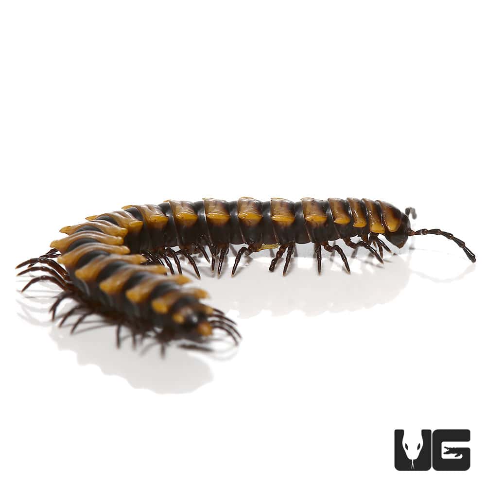 Yellow Dragon Millipede (Orthomorpha Communis) For Sale Underground