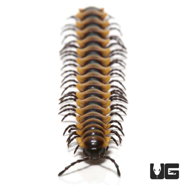 Yellow Dragon Millipede (Orthomorpha Communis) For Sale Underground