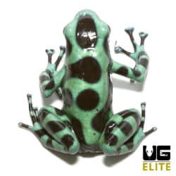 Adult Green And Black Auratus Dart Frog