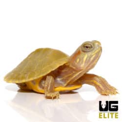 Baby Lime Rio Grande Red Ear Slider Turtle