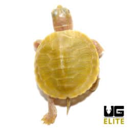 Baby Lime Rio Grande Red Ear Slider Turtle