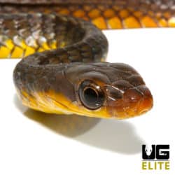 Baby Machete Snake
