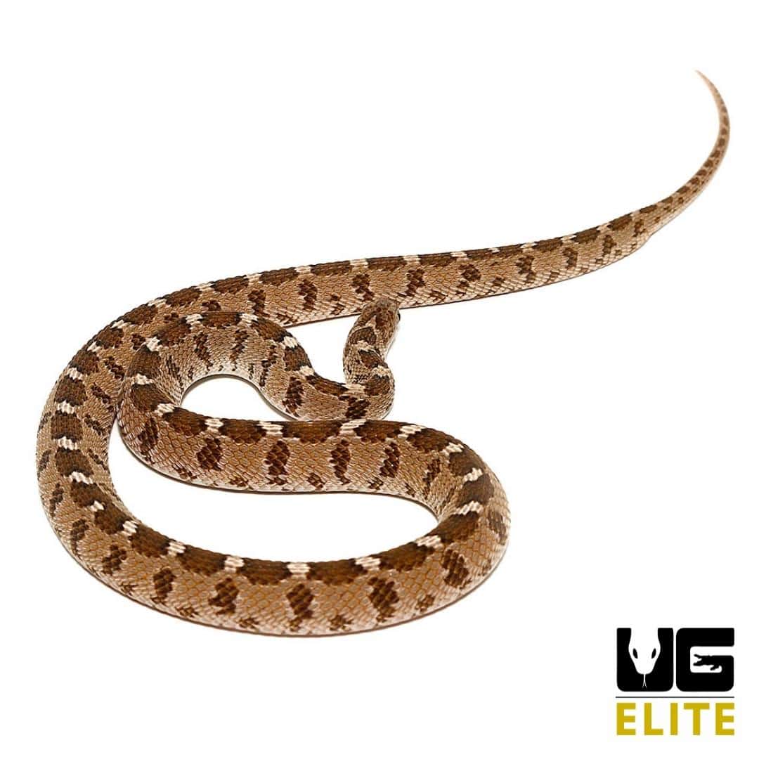 Underground Reptiles - Exotic Reptiles, Amphibians, Lizards and Mammals