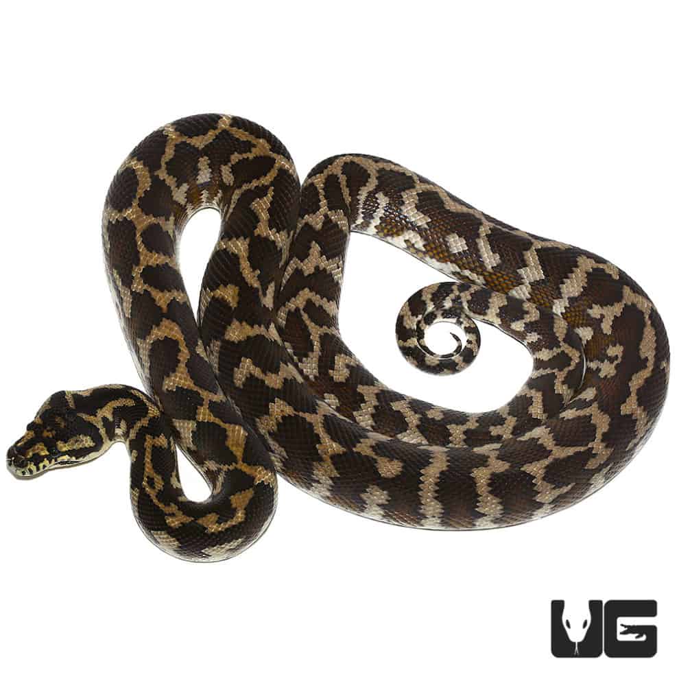 Adult Irian Jaya Carpet Pythons For Sale - Underground Reptiles