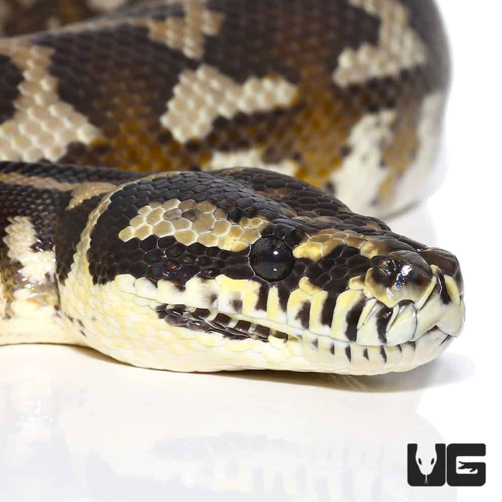 Adult Irian Jaya Carpet Pythons For Sale Underground Reptiles