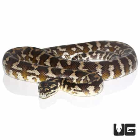 2014 Adult Irian Jaya Carpet Python