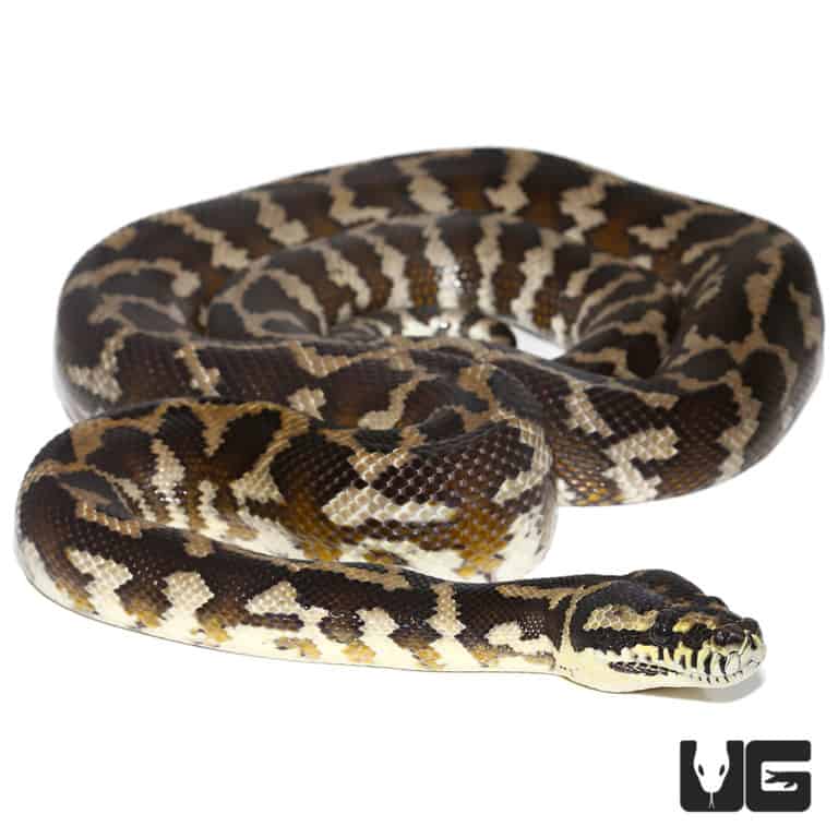Adult Irian Jaya Carpet Pythons For Sale Underground Reptiles