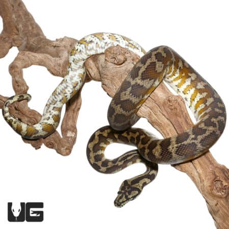 2017 Adult Female Irian Jaya Carpet Python (Morelia spilota variegata) For Sale - Underground Reptiles